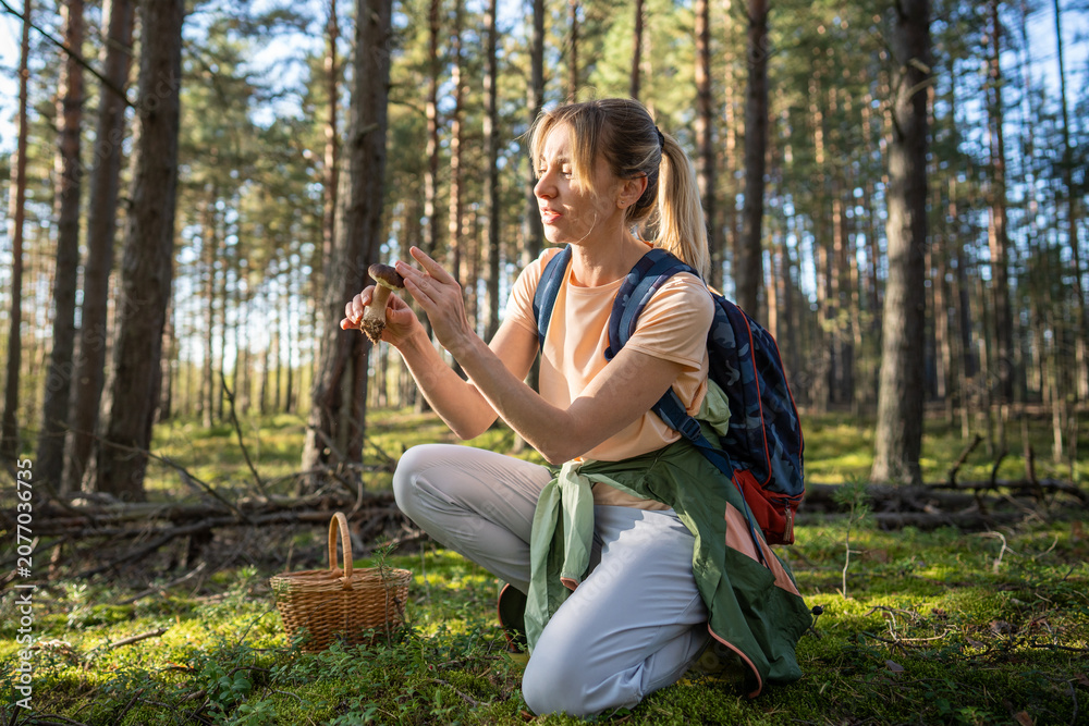 Obraz premium Happy woman hiker mushroomer picking up edible porcini mushrooms in pine forest on summer day, smiling female forager holding big Boletus edulis in hand checking mushroom cap while kneeling down.