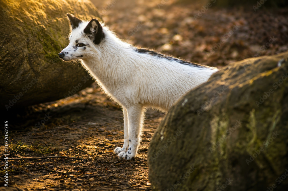 Fototapeta premium White Fox with Black Markings Standing Between Rocks in Forest