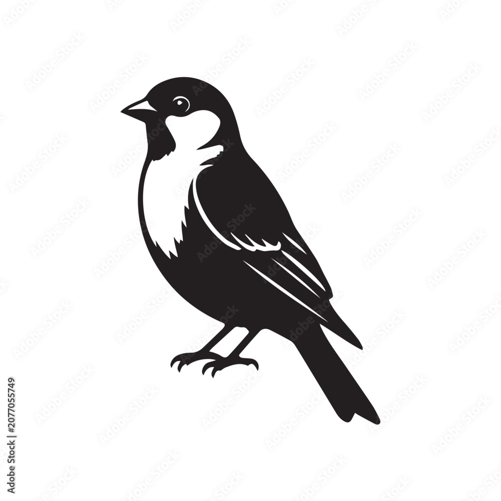 Fototapeta premium blackbird isolated on white background
