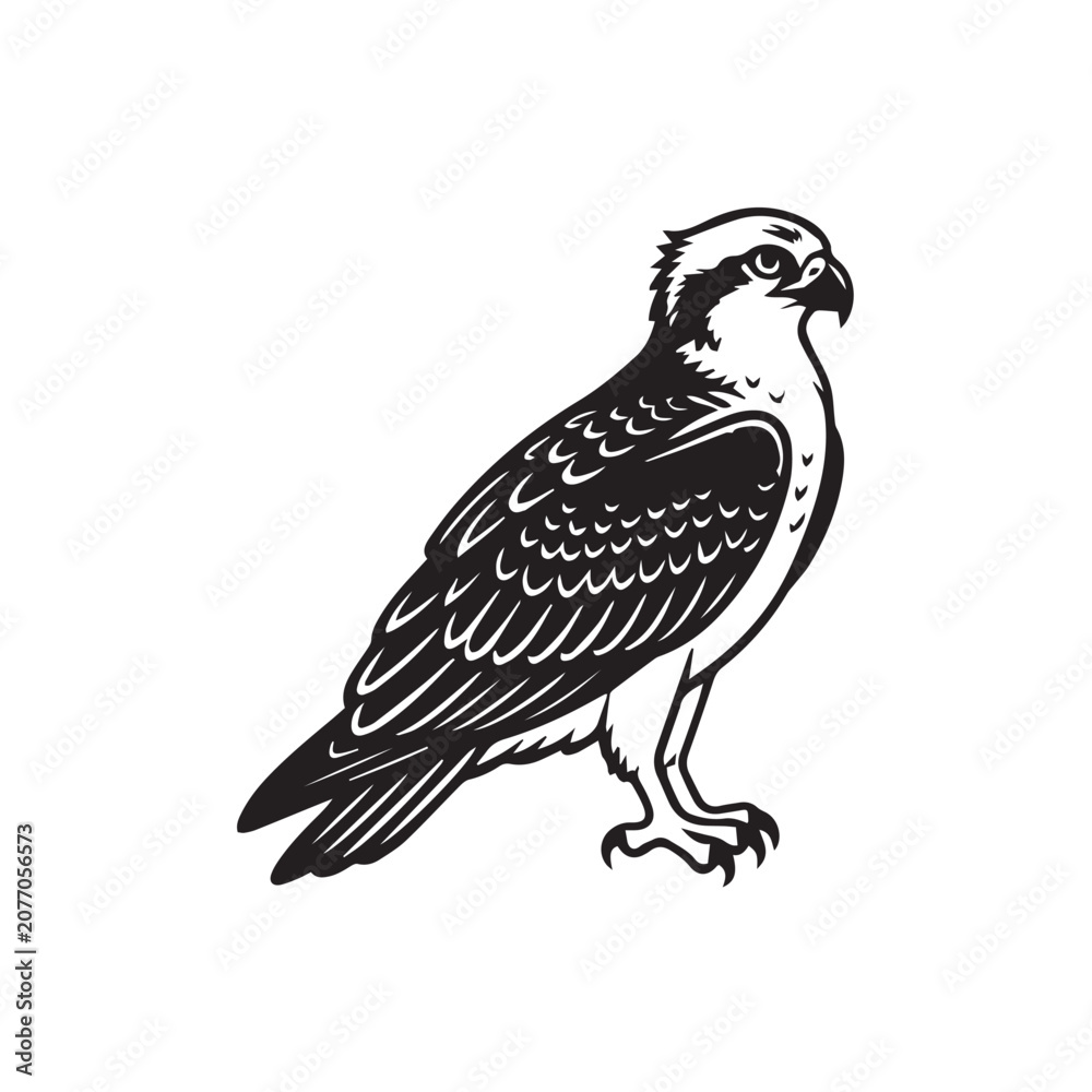 Fototapeta premium osprey isolated on white background