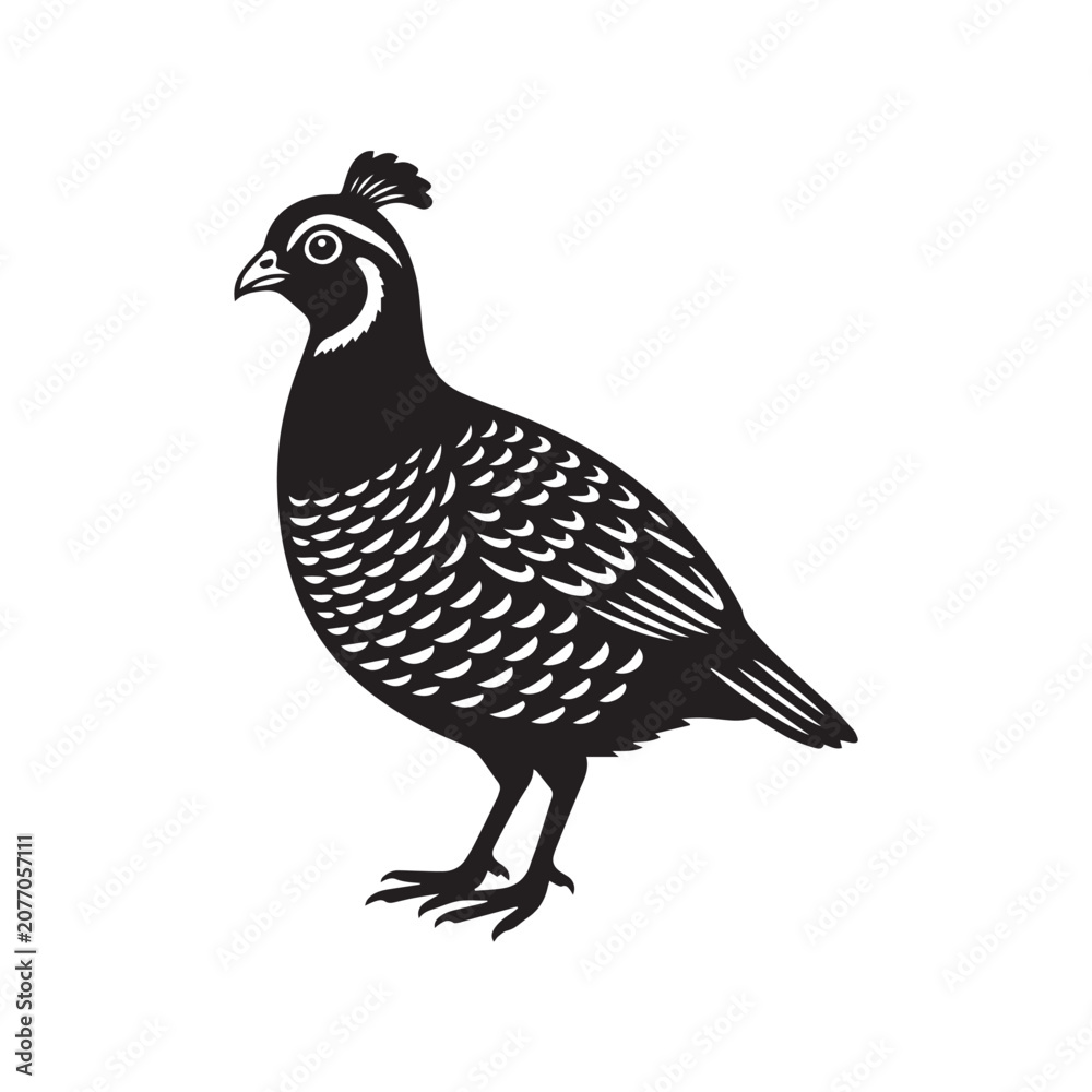 Fototapeta premium vector illustration of a quail