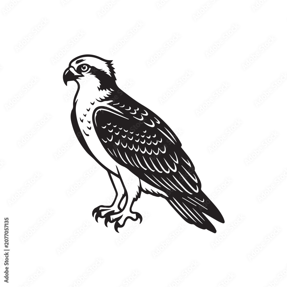 Fototapeta premium hawk isolated on white background