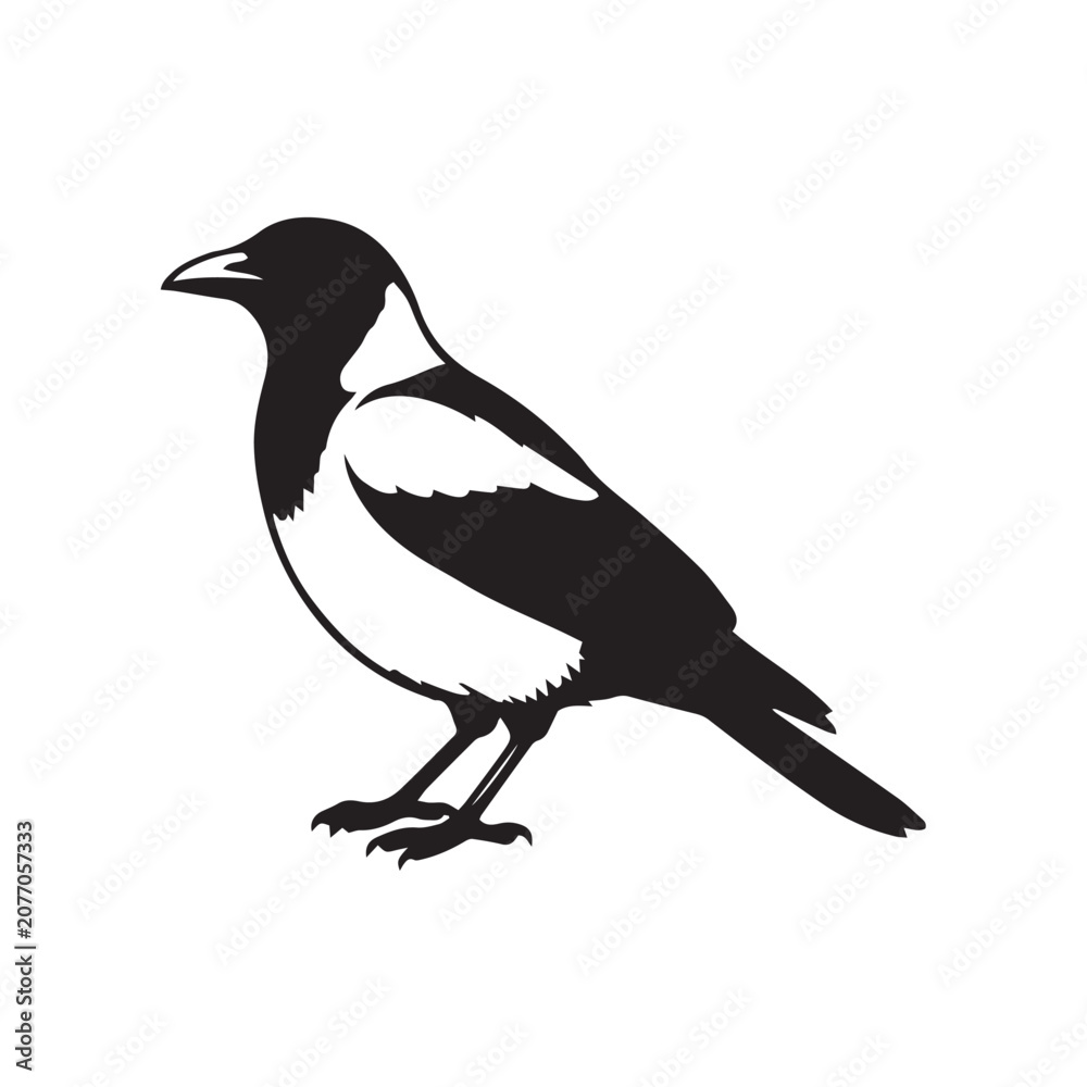 Obraz premium magpie on a white background