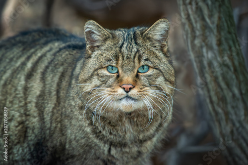 Canvas Print A wild cat observed in its natural habitat, showcasing striking blue eyes and di