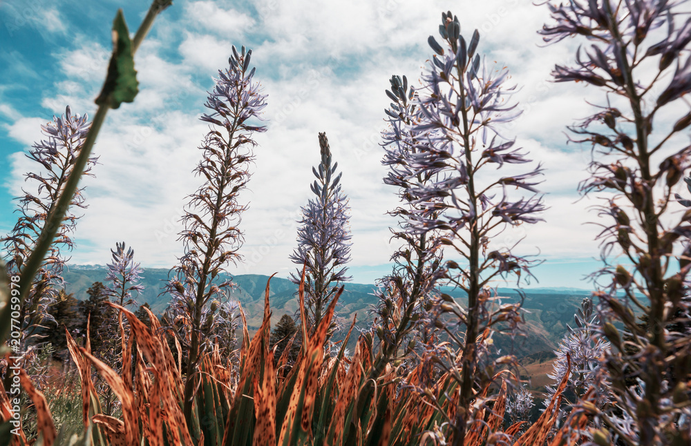 Obraz premium Mountains meadow