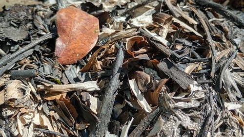 Foto close up of black charcoal, twigs, leaves in the middle of the forest