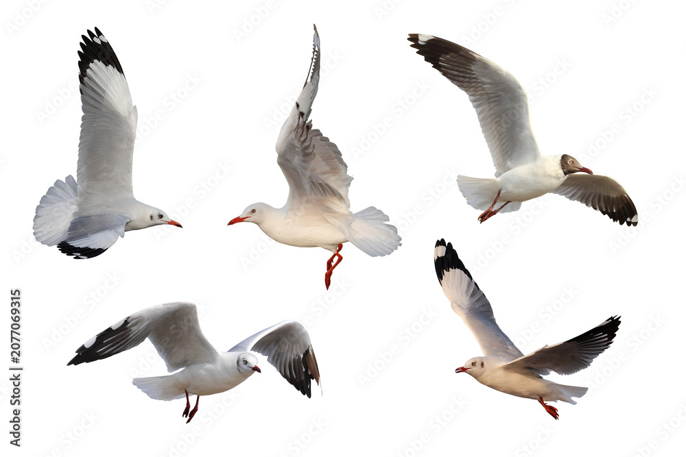 Obraz premium Collage of five seagulls isolated on transparent background png file