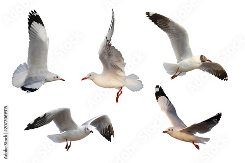 Collage of five seagulls isolated on transparent background png file