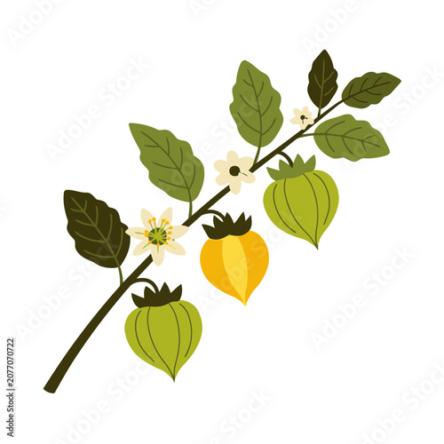 Flat illustration of tomato plant branch with fruits and flowers