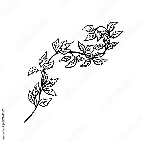 An isolated vector illustration of a poison ivy branch. A black and white, hand drawn ink illustration of the plant, created in a simple style for Halloween cards, books, and wallpaper.