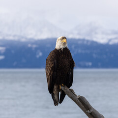 Bald Eagle with muddy crest Perched on Driftwood Looking Straight Ahead, Kachemak Bay, Alaska