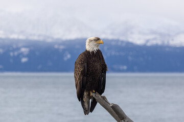 Mature Bald Eagle with dirty crest Perched on Driftwood overlooking Kachemak Bay and Snowy Mountains, Homer, Alaska