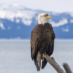 Mature Bald Eagle with dirty crest Perched on Driftwood overlooking Kachemak Bay and Snowy Mountains, Homer, Alaska