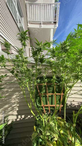 Vertical video perspective slowly pans right across a tall, lanky cannabis plant displaying prominent flowering buds on its upper branches, growing outdoors in a container with a wooden trellis on a r