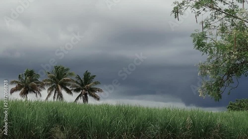 Moringa branches and palm trees dance in a heavy wind. A wide sugarcane field stretches out under deep, dark, overcast skies, capturing a dramatic, moody, and raw rural tropical landscape.