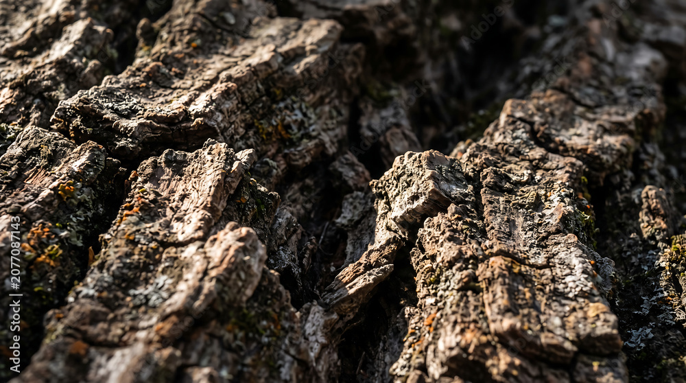 Fototapeta premium Close-up Macro View of Ancient Tree Bark Texture with Moss and Lichen in Natural Forest Setting