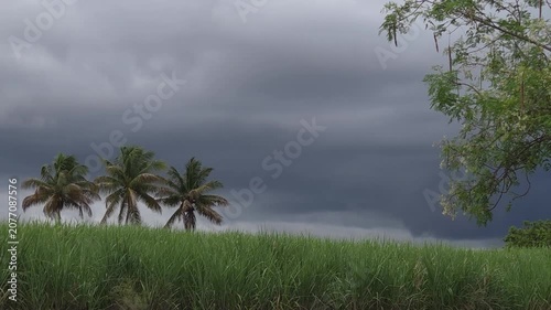 Moringa branches and palm trees dance in a heavy wind. A wide sugarcane field stretches out under deep, dark, overcast skies, capturing a dramatic, moody, and raw rural tropical landscape.