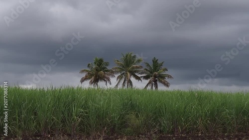 Moody tropical landscape with cinematic framing. Perfect thirds balance vibrant green sugarcane against heavy storm clouds, while centered palms add a strong focal point. High-demand monsoon aesthetic