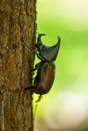 stag beetle on a green leaf