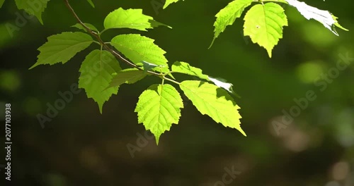 Sunlight filtering through vibrant green leaves on a tree branch in a serene forest setting