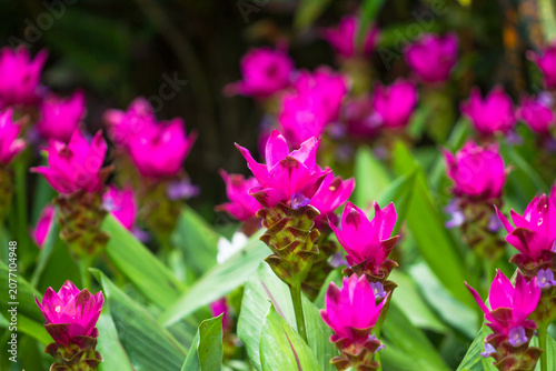 Siam Tulip with blur on background
