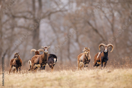 Photography Mouflon herd in a dry meadow with misty forest background in early spring