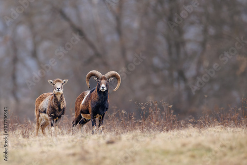 Pair of European mouflons standing in a meadow with a misty forest background