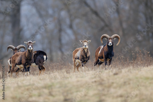 Photography Mouflon herd in a dry meadow with misty forest background in early spring