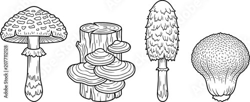 Obraz na płótnie Detailed Wild Mushroom and Tree Stump Line Art Vector Set with Fly Agaric and Br
