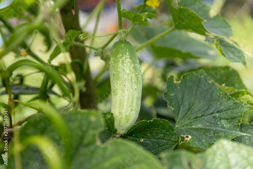Close-up photo of a cucumber on the cucumber plant.