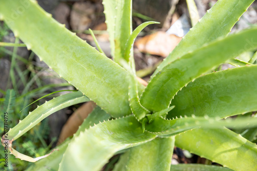 
Potted aloe vera