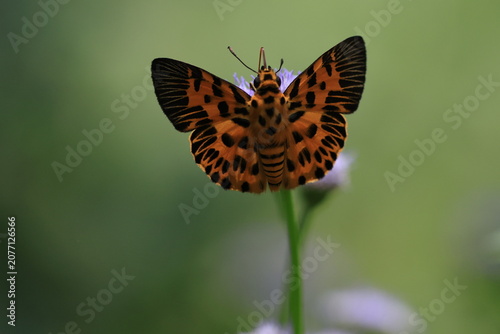 Zigzag Flat (Odina decoratus) ,is locally common in montane forests at low to moderate elevations .Both sexes visit flowers and males frequently come to the banks of streams .