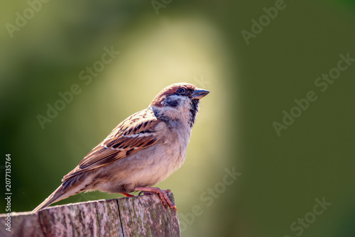 фотографія Mazurek, wróbel polny (Passer montanus)