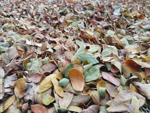 фотографія Colorful autumn leaves scattered on ground close up.