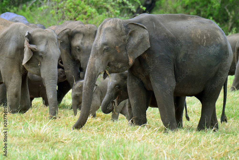 Fototapeta premium Elephants are in Minneriya National Park, Sri Lanka.