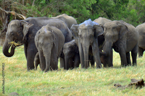 Photography Elephants are in Minneriya National Park, Sri Lanka.