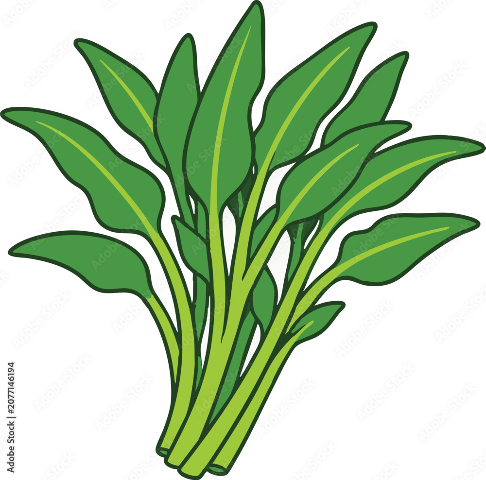 Fototapeta premium Flat Vector Fresh Spinach Clipart Green Leafy Vegetable. Cartoon illustration of organic spinach bunch with long stems on white background. 