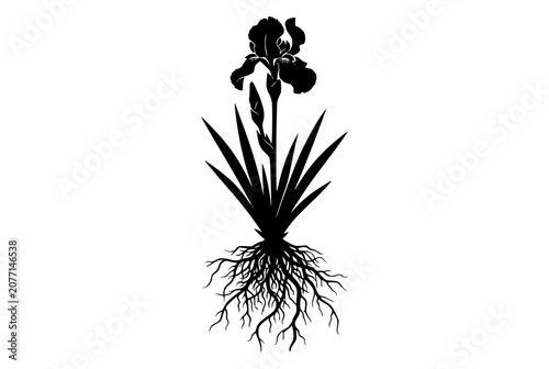Iris Flower Silhouette with Detailed Root System and Leaves