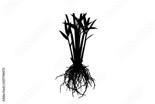 Plant silhouette with detailed root system isolated on white background