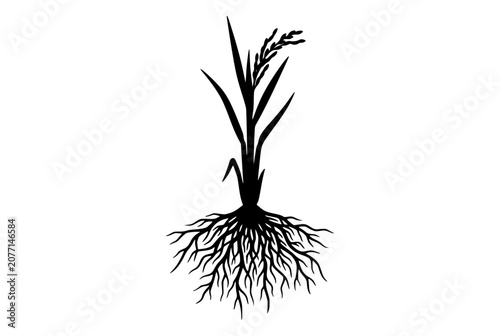 Rice plant silhouette with root system and grain head illustration
