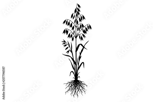 silhouette of a common oat plant with roots isolated on white
