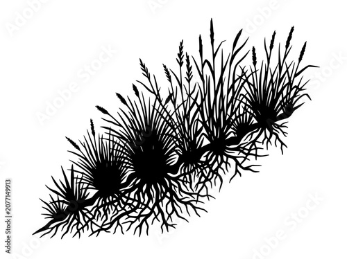 Silhouette of grass clumps with roots and seed heads on white background