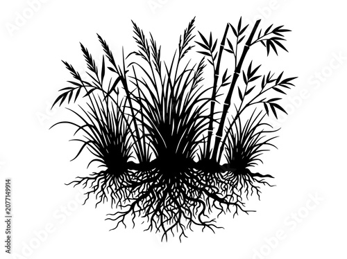 Silhouette of Grasses and Bamboo with Detailed Root System