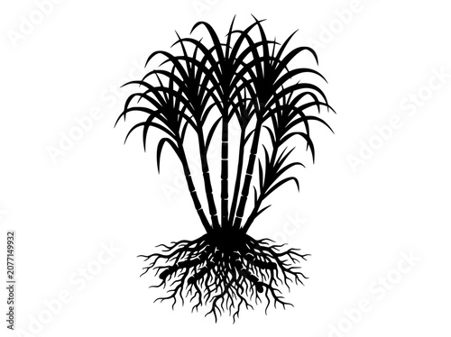 Sugarcane plant silhouette with roots vector illustration