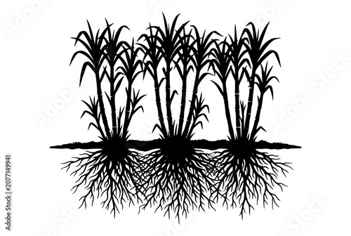 Sugarcane silhouette with roots system isolated on white background