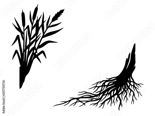Wetland plants silhouette with bulrush cattail and root system