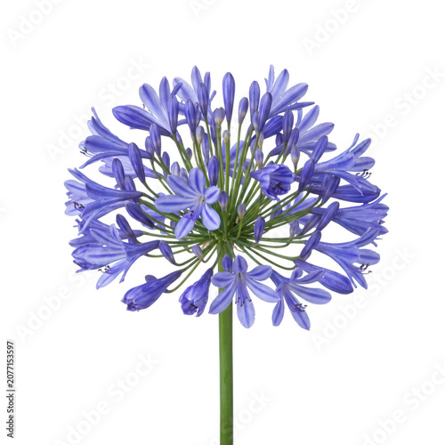 Beautiful blue agapanthus flower head isolated on transparent background