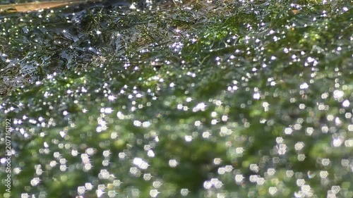 
Abstract Green Moss Texture with Shiny Polygon Bokeh and Beautiful Sun Out of Focus Glare.4k

 