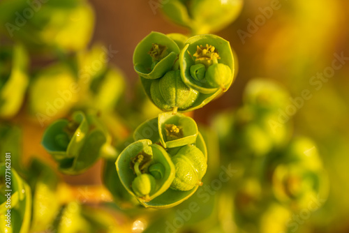 Foto Intricate cup-shaped sea spurge flowers glow in vivid tones, lit by warm golden backlight along the coastal dunes of Portugal