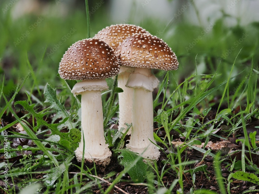Fototapeta premium Tokyo, Japan - June 29, 2026: Closeup of Young Amanita muscaria or panther cap